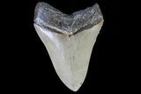 Serrated, Fossil Megalodon Tooth - Nice Enamel #74759-2